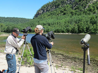 inventaire faucons pèlerin peregrine falcon inventory