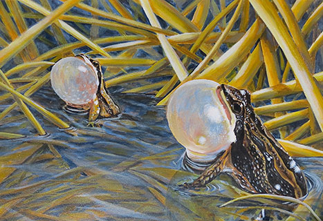 rainette faux-grillon de l'ouest