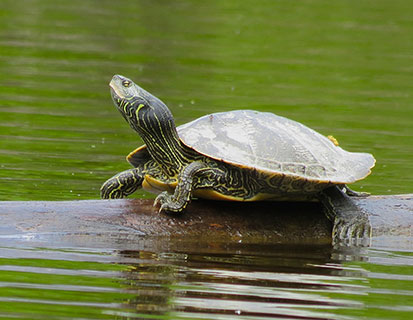tortue - turtle